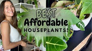 Top Favorite Common & Affordable Houseplants! | Best Common Indoor Plants!