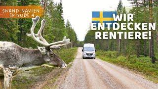 Rentiere in Lappland, der Trollforsen Wasserfall & Polarkreis | Roadtrip Skandinavien VLOG #90