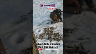 Рыболовные туры на острове Сахалин. Телефон/whatsapp: +7 (900) 662-77-77 (Виталий) #сахалин