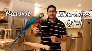 Q&A about Aviator Harness for Parrots