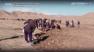 Повышение экспортного потенциала ферулы