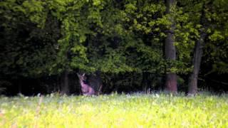 Ricke biem Morgenansitz in der Hessischen Rhön