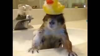 Сумасшедшие кошки и собаки ....:)