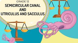 VESTIBULAR APPARATUS | Function of the semicircular canals and the utriculus and saccules