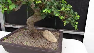 43 Year Old Chinese Elm Specimen Bonsai Tree - Curved Trunk Style