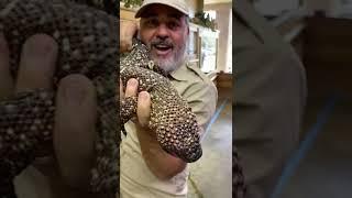 This Beaded Lizard Will Make You A Little Jumpy! 