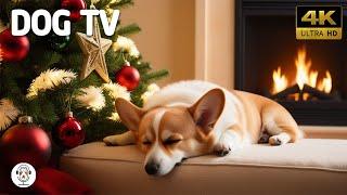 12 Hours Of Dog TVCorgi Dogs Calming Music & Relax & SleepChristmas Music For Dogs