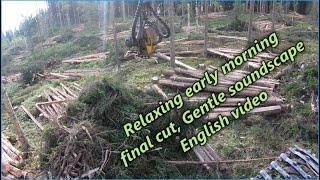 Final cutting, moody ambience, talking about forestry and outside forestry matters, English!