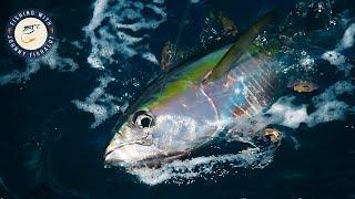 Catch More GIANT Yellowfin Tuna! | Mastering Offshore Trolling!