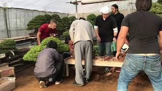 During apprenticeship of Andrei Bessonov/“Repot” at Kimura’s bonsai garden