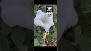 Deadly Poisonous beautiful flower —-datura️️️