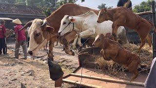 KUMPULAN SAPI LUCU TURUN DARI TRUK KATAWA NGAKAK ZAA .. Ampunn ‼️