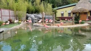 Turtle Back Zoo Flamingo Exhibit 2020: A Splash of Pink Paradise