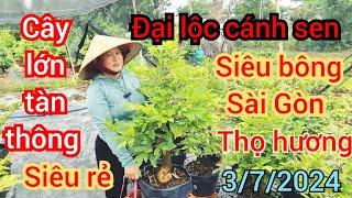 3/7/2024️0378329282 Hương  Sài Gòn thọ hương đại Lộc cây lớn tàn thông giá siêu rẻ siêu mềm luôn