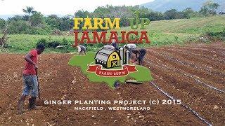 Farm Up Jamaica | Ginger Planting Project (c) 2015 | APS Columbian Films