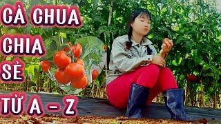 Kỹ Thuật Quá Trình Trồng Cà Chua Từ A-Z