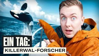 1 Tag als Killerwal-Forscher