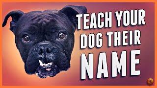 How to Teach Your Dog Their Name (Even Change a New Dog’s Name!)