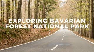 Exploring Bavarian Forest National Park in Germany!