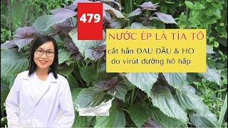 #479. NƯỚC ÉP LÁ TÍA TÔ cắt hẳn ĐAU ĐẦU và HO do virut đường HÔ HẤP - Mita Tran