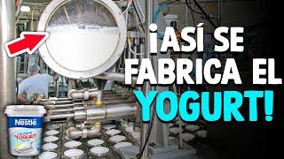 ¿Cómo Se Hace El Yogur? [Proceso En Fábrica]