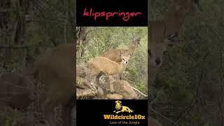 klipspringer#animals #short #youtubeshorts #klipspringer#wildcircle10x