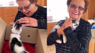 People Brought to Tears Over Surprise Kitten from Their Family  Noel Gift Suggestions