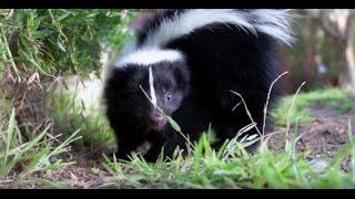 Smelly Truth About Skunks
