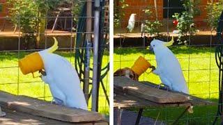 Funny Cockatoo Drinks Perfectly From A Cup! - Funny Cockatoo Video 
