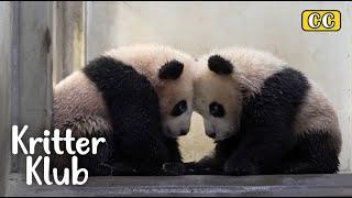 What Keepers Do To Take Care Of Precious Rui and Hui Bao l Kritter Klub