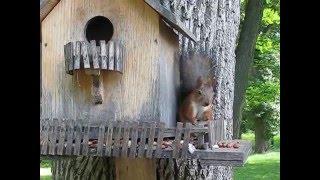 Забавные белочки/Funny squirrels