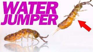 Springtail's Secret Trick For Jumping On Water
