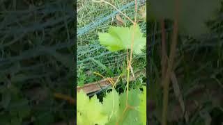 Beauty Seedless Grapes  #shorts