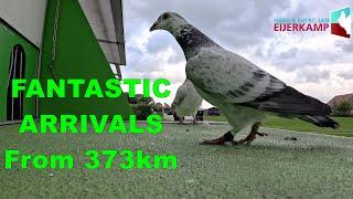 FANTASTIC Pigeon Arrivals from 373km