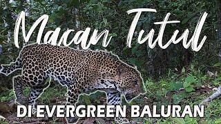 DICEGAT MACAN TUTUL DI EVERGREEN TAMAN NASIONAL BALURAN - JAWA TIMUR