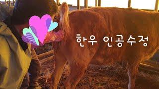 Korean Cow Artificial Insemination