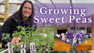 Growing SWEET PEAS from SEED | PepperHarrow