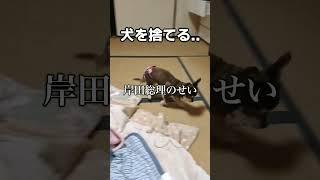 犬を保健所に捨てる理由