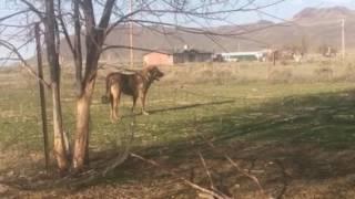 Yes, Spanish Mastiffs Can be Athletic