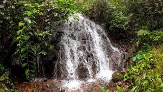 Forest river and bird sounds relaxing