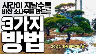 시간이 돈을 벌어다 주는 소나무 전지 방법 3가지! (소나무 농사, 전원주택 소나무)