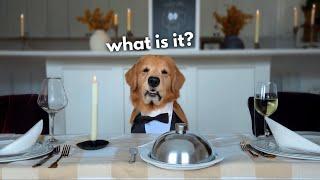 Dog Reviews Fancy Restaurant Food | Tucker Taste Test 25