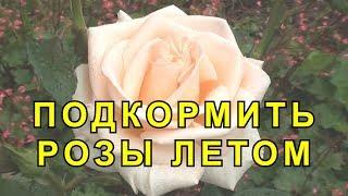 Чем Подкормить Розы. Внекорневые Подкормки для Роз.