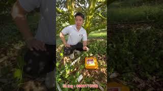 HYDRO MỸ 3 In 1 Chiến Thần Nuôi TRÁI Sầu Riêng #hydro_mỹ #nuoitraisaurieng #chaylasaurieng #saurieng