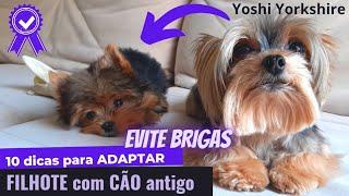 10 DICAS para adaptar FILHOTE com outro CACHORRO