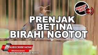 Masteran Prenjak Betina Gacor Birahi️Mencari Jantan️