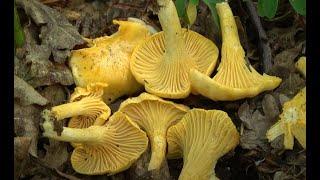 Cantharellus cibarius - Rebozuelo -  Ziza hori -   Chanterelle  4k