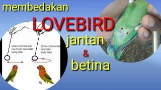 membedakan burung lovebird jantan dan betina akurat