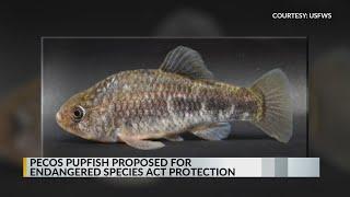 Pecos pupfish proposed for Endangered Species Act protection