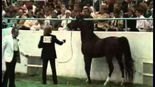 US National Champion Stallion Finals Pt 1 xvid